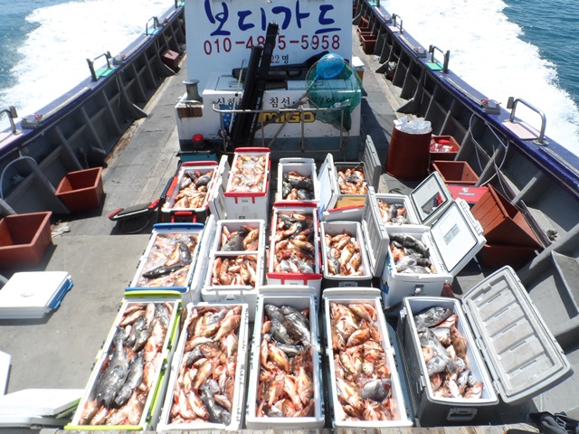 2021. 05. 18. ★ 젊은선장 "심선장" [보디가드호] 왕우럭 조황입니다.