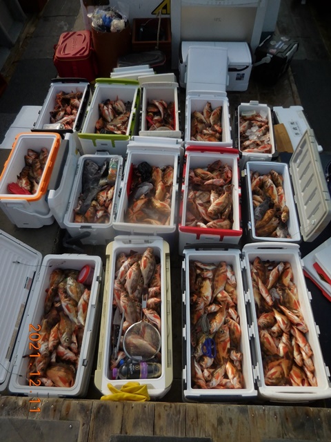 2021. 12. 11. ★ 젊은선장 "심선장" [보디가드호] 왕우럭 조황입니다.