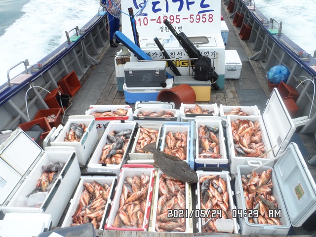 2021. 05. 24. ★ 젊은선장 "심선장" [보디가드호] 왕우럭 조황입니다.