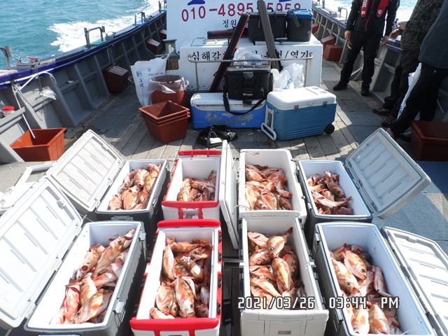 2021. 03. 26. ★ 젊은선장 "심선장" [보디가드호] 왕우럭 조황입니다.