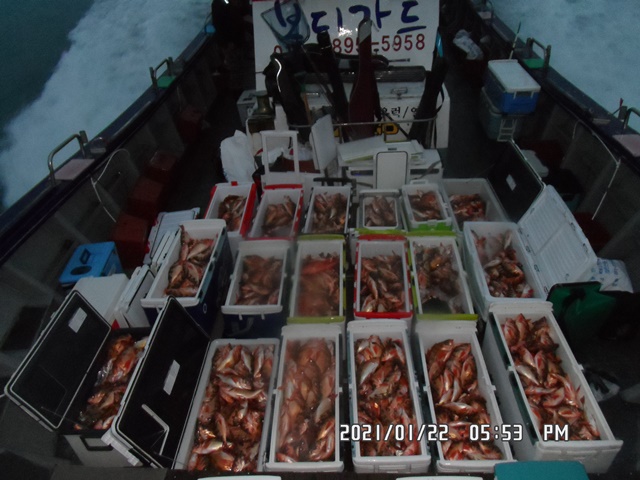 2021. 01. 22. ★ 젊은선장 "심선장" [보디가드호] 왕우럭 조황입니다.