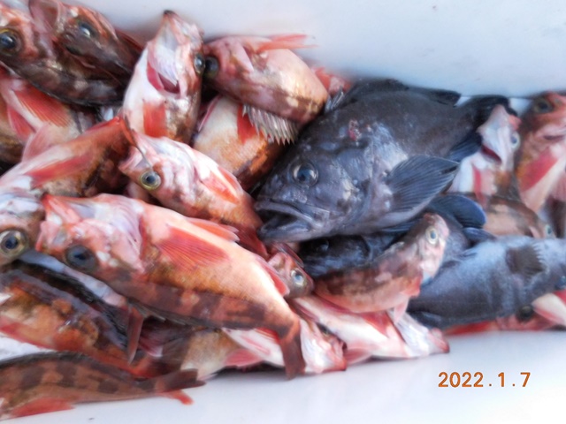 2022. 01. 07. ★ 젊은선장 "심선장" [보디가드호] 왕우럭 조황입니다.