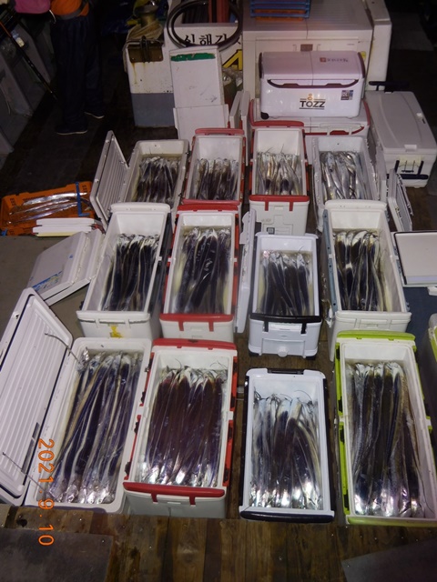 2021. 09. 08. ★젊은선장 "심선장" [보디가드호] 왕갈치 조황입니다