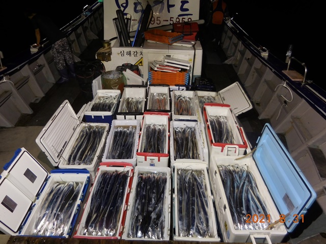 2021. 08. 31.  ★젊은선장 "심선장" [보디가드호] 왕갈치 조황입니다