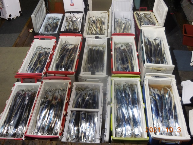 2021. 10. 02. ★젊은선장 "심선장" [보디가드호] 왕갈치 조황입니다