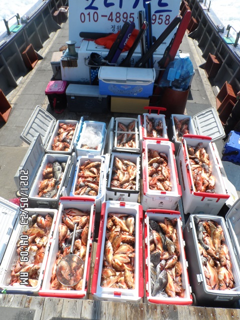 2021. 05. 22. ★ 젊은선장 "심선장" [보디가드호] 왕우럭 조황입니다.