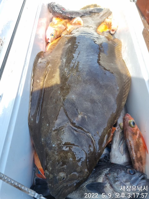 2022. 05. 09 ★ 젊은선장 "심선장" [보디가드호] 왕열기 조황 <<자리여유 많이 있습니다, >>