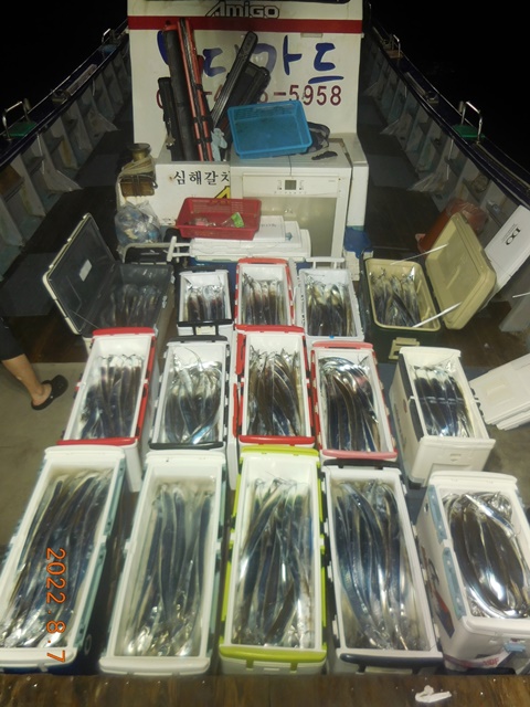 2022. 08.06 ★ 젊은선장 "심선장" 왕갈치 조황 <진도권~ 3지이상 쿨러가득 채울수 있습니다. >