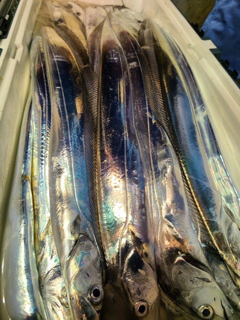 2022. 08. 19 ★ 진도권 =>> 왕갈치 조황입니다. <<자리여유 >>