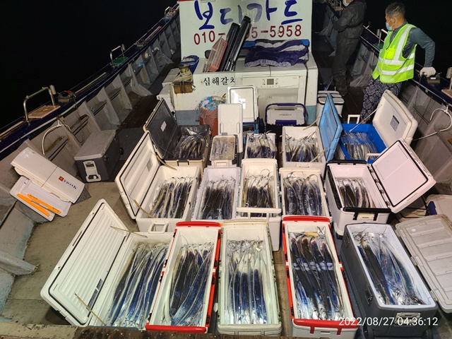 2022. 08. 26 ★[대물을 잡는 사람들 선상낚시 1번지] "심선장" <진도권> 왕갈치 조황