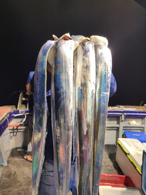 2022. 08. 17 ★ 젊은선장 "심선장" [진도권] 왕갈치 조황입니다. <<자리여유>>