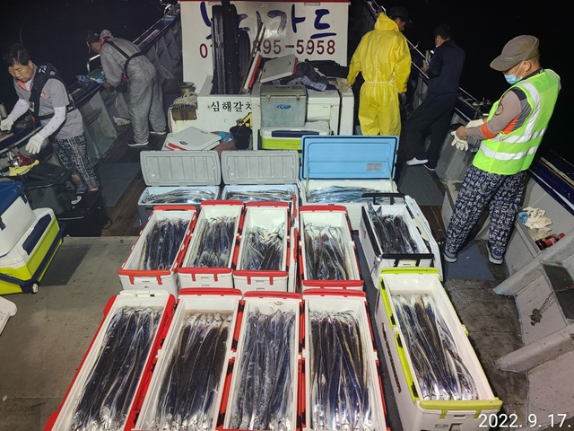 [대물을잡는 사람들 선상낚시 1번지] <심선장> 왕갈치 조황입니다. <<자리여유>>