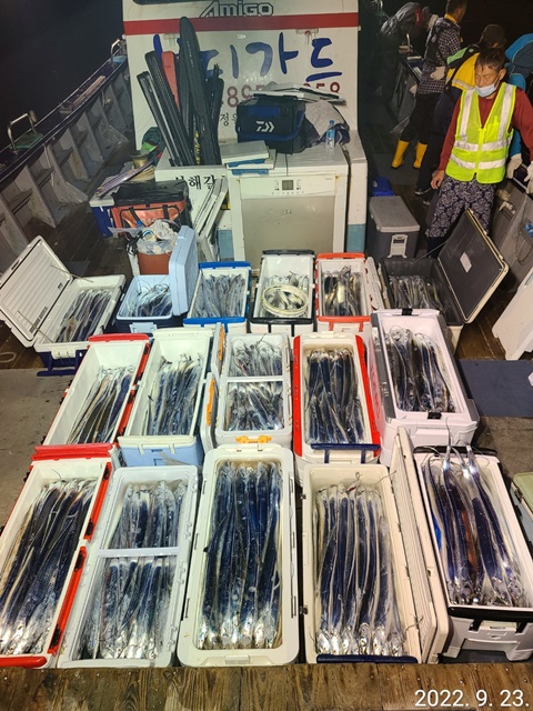 [대물을 잡는 사람들 선상낚시1번지] 진도권 왕갈치 조황 << 자리여유 많이 있습니다. >>