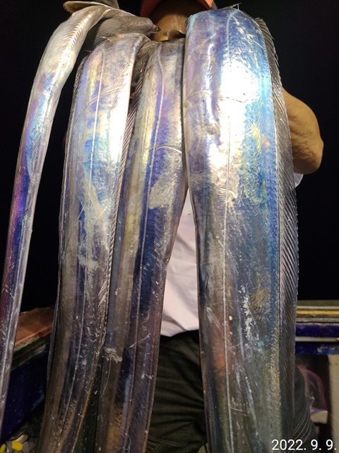 [ 대물을 잡는 사람들 낚시 1번지 ] 진도 보디가드호 "심선장" =>> 9/10(토) 자리여유