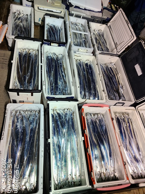 [대물을 잡는 사람들 선상낚시1번지] 진도권 왕갈치 조황 << 자리여유 많이 있습니다. >>