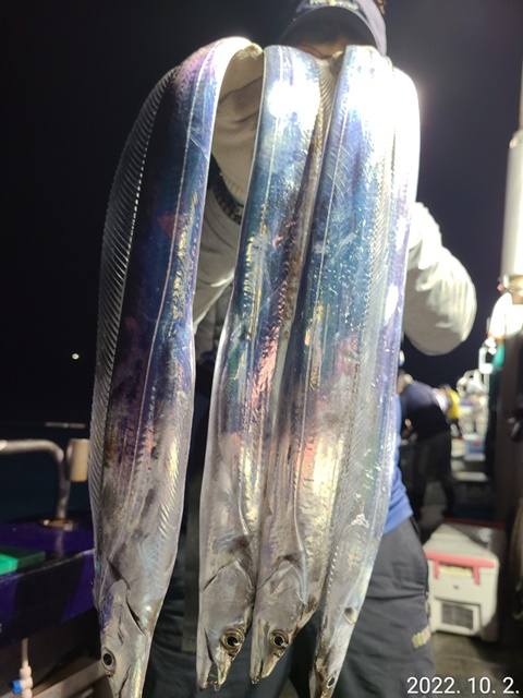 [대물을 잡는 사람들 선상낚시1번지] 진도권 왕갈치 조황 << 자리여유 많이 있습니다. >>