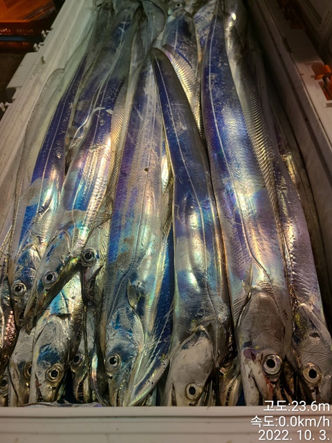 [대물을 잡는 사람들 선상낚시1번지] 진도권 왕갈치 조황 << 자리여유 많이 있습니다. >>