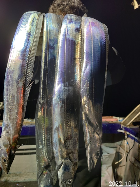 [ 대물을 잡는 사람들 선상낚시 1번지 ]  "심선장" =>> 왕갈치(태도/만재도) 출조 ==>> 자리여유