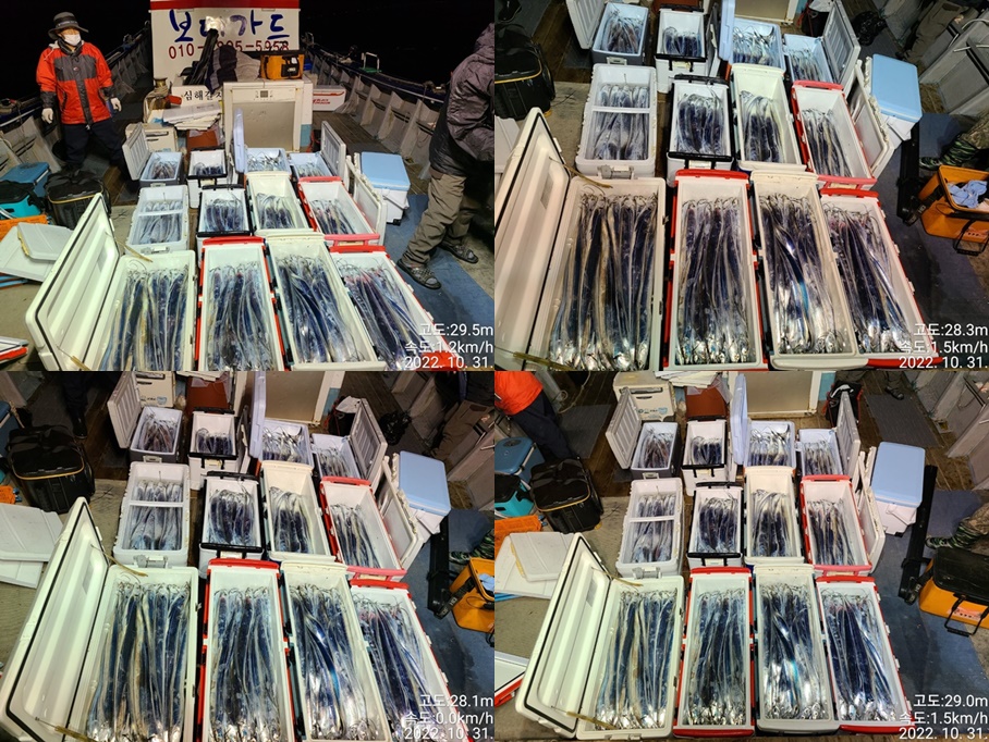 [대물을 잡는 사람들 선상낚시1번지] 진도권 왕갈치 조황 << 자리여유 많이 있습니다. >>