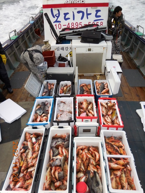 2022. 11. 20 ★ 진도권 ===>> 왕열기+왕우럭 조황입니다. <<자리여유 많이 있습니다. >>