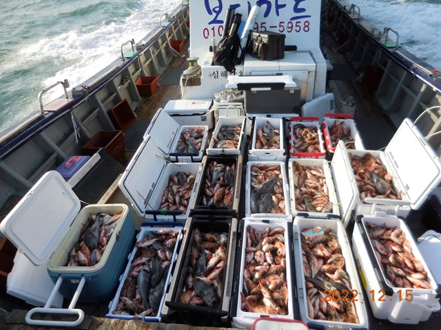 [대물을 잡는 사람들 선상낚시1번지] 진도권 왕열기+왕우럭  조황 << 자리여유 많이 있습니다. >>
