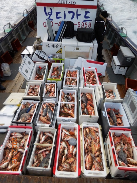 << 태도/만재도/홍도>> 왕열기 + 왕우럭 조황입니다. <<자리여유>>