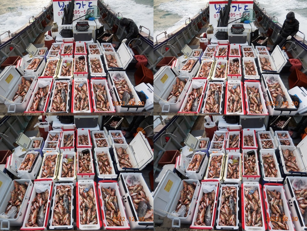 2022. 12. 30 ★ 진도권 <태도/만재도/가거도> 왕열기 조황입니다. <<자리여유>