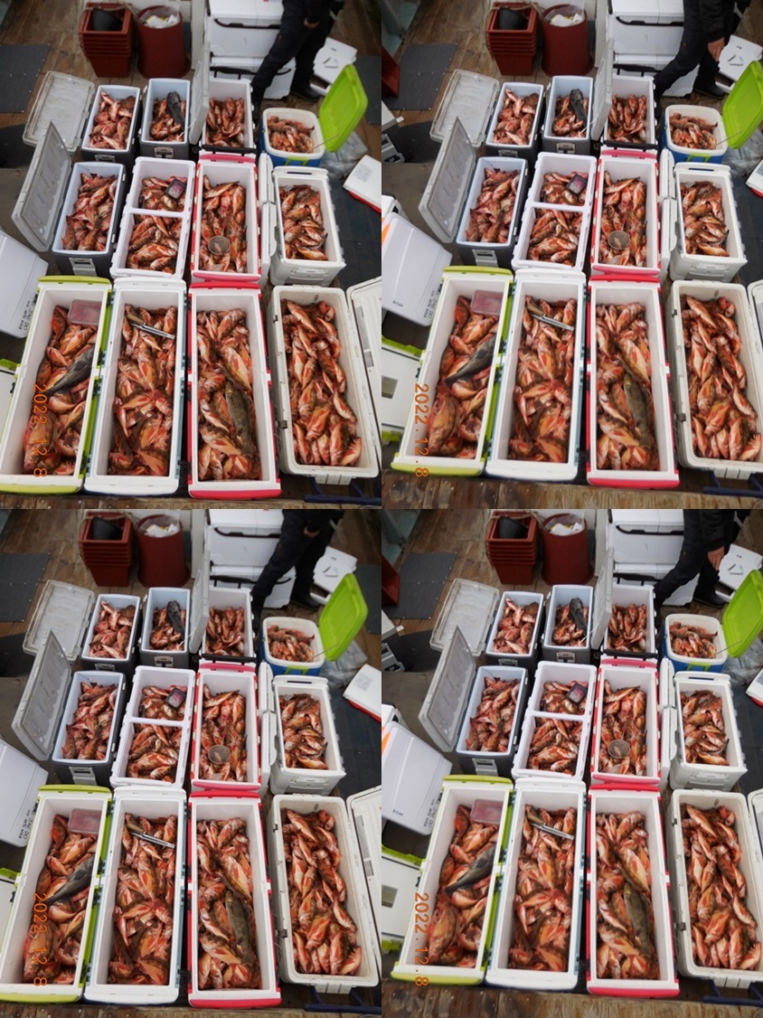 ★ 대물을 잡는 사람들 선상낚시 1번지 " 심선장" [ 왕열기 + 왕우럭] 조황입니다. ＜자리여유＞