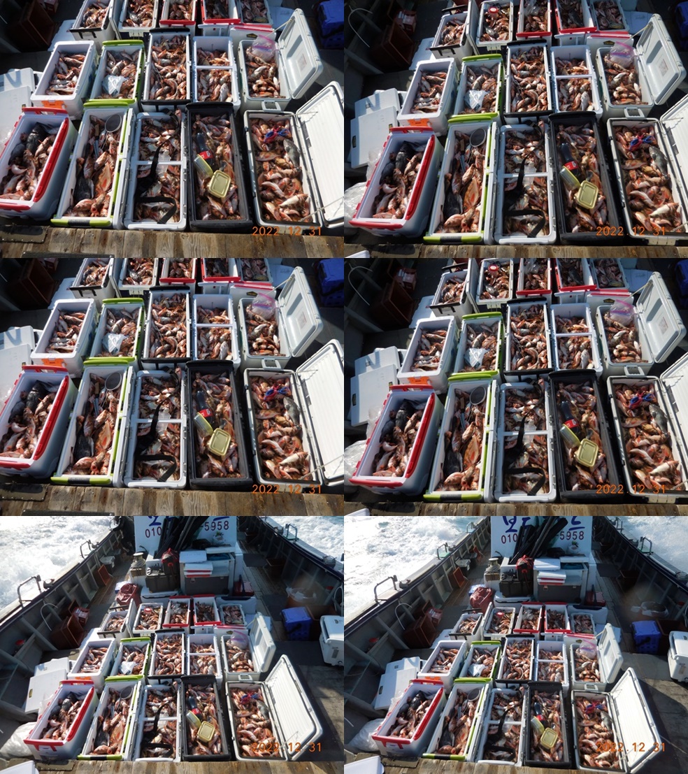 2022. 12.31 ★ 진도권 < 태도/만재도/가거도> 왕열기 쿨러 조황입니다. <<자리여유>>