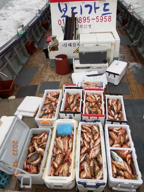 2022. 12. 12 ★ 진도권==> 소수인원으로 출조하여 왕열기 쿨러 가득~~