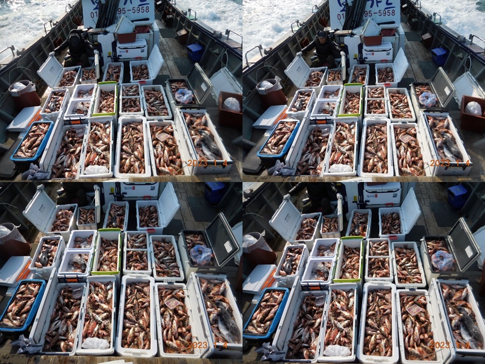 2023. 1.4 ★ 진도권 < 태도/만재도/가거도> 왕열기 조황 <<자리여유 >>