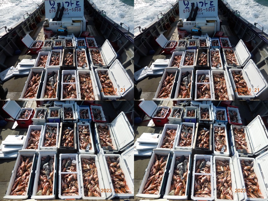 2023. 1 . 21 ★ 대물을 잡는 사람들 선상낚시 1번지 [ 왕열기+왕우럭 조황 // 새해 어복 충만