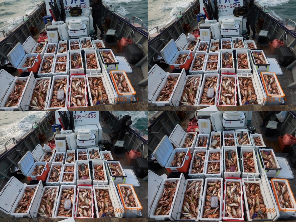 23.01.01 <진도권> 태도/만재도/가거도 ==> 왕열기 쿨러 가득한 조황<자리여유 많이~>