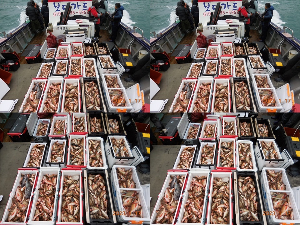 2023. 1. 17 <진도권> 왕열기 조황입니다. << 1/21토) 자리여유 많이 있습니다. >>