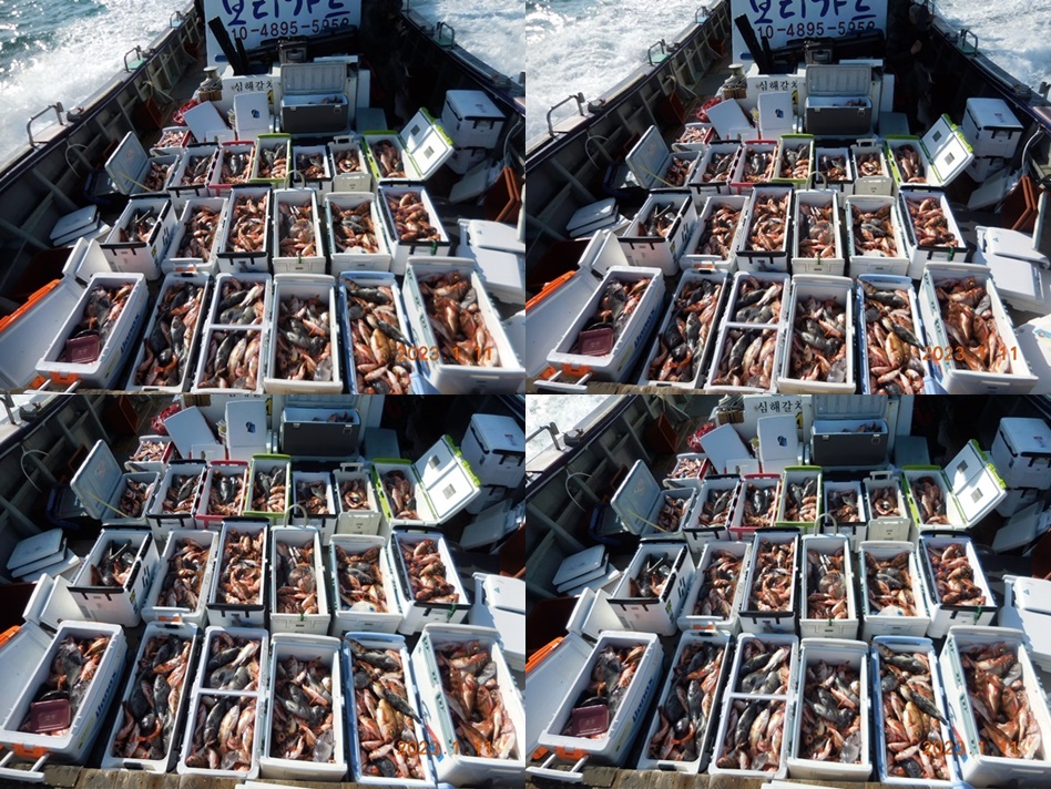 23. 1. 11 ★ [ 대물을 잡는 선상낚시 1번지 ] "심서장" 왕열기 조황입니다.<<자리여유>