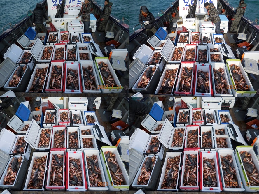 23. 1. 31 <진도권> 왕열기 쿨러 조황 << 2/3(금) 자리여유 많이 있습니다. >>