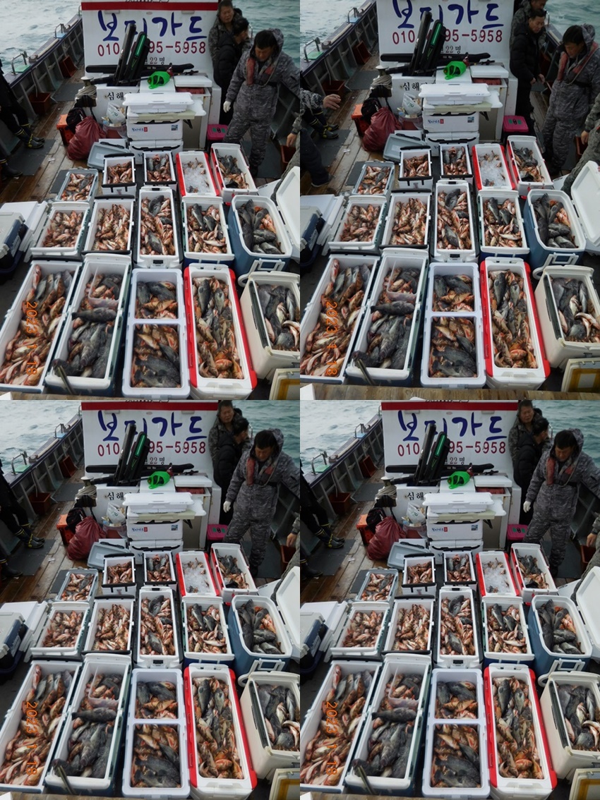 대물을 잡는 선상낚시 1번지 "심선장" =>>  왕우럭+왕열기 쿨러 가득한 조황 <1/21(토) 자리여유>