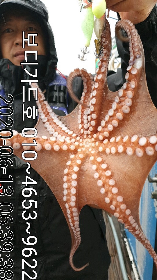 20. 6. 13 ★ 돌문어 조황 :)