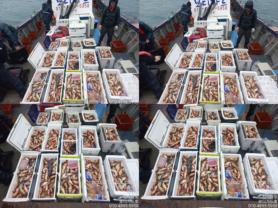 #진도보디가드호 "심선장" [태도/만재도/가거도] 왕열기 조황 <2/15(수) 자리여유 >