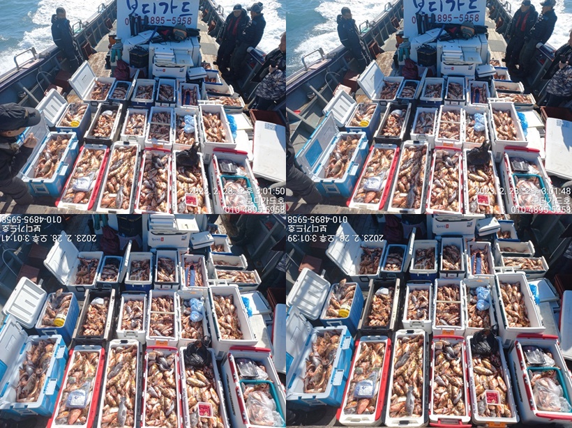 23. 2. 28 ★ #진도보디가드호 "심선장" [ 태도/만재도/가거도] 왕열기 쿨러 가득한 조황