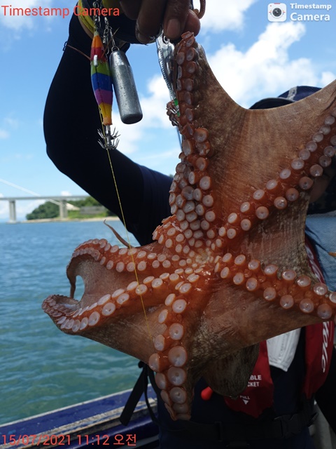 21. 7.15 ★ 돌문어 조황 :)
