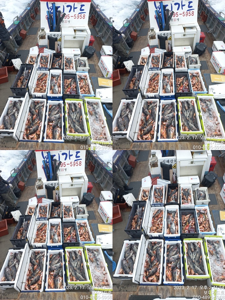 #진도보디가드호 "심선장" => 왕열기 + 왕우럭==> 9걸까지 쿨러 조황 입니다. >>