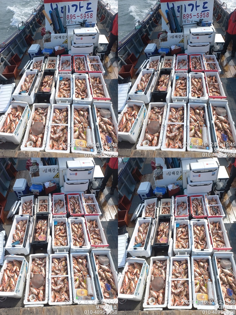 #진도보디가드호 "심선장" => 왕열기 + 왕우럭 쿨러 조황 <<자리여유 많이 있습니다. >>