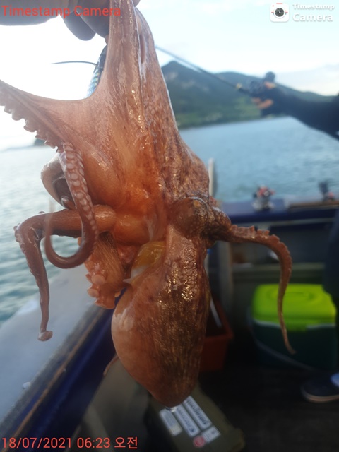21. 7. 18 ★ 돌문어 조황 :)
