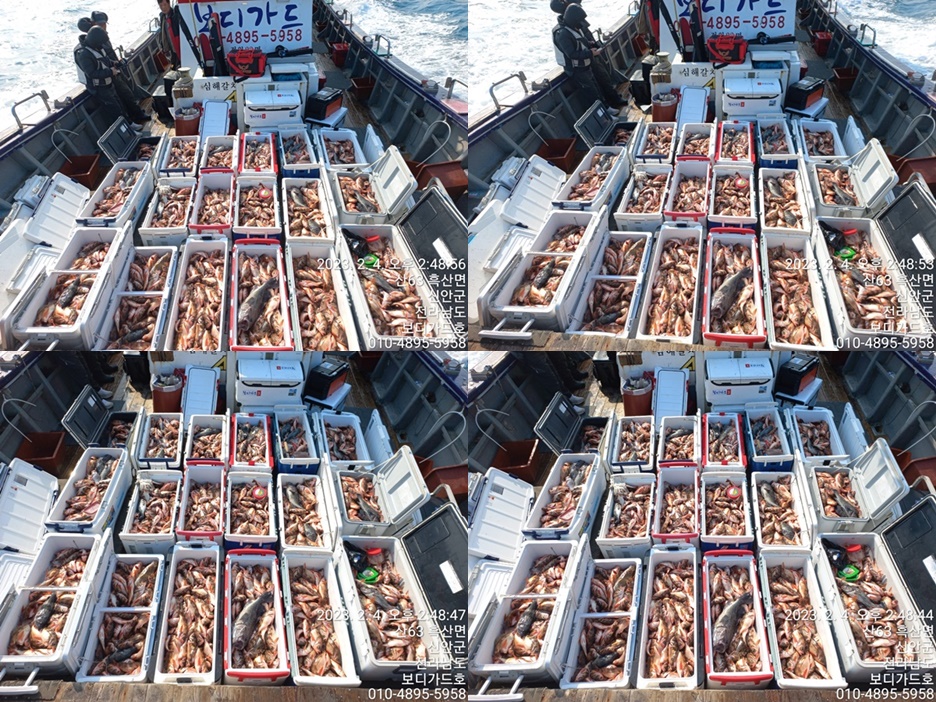 2023.2. 4 ★ "심선장" ==>> 왕열기+왕우럭 조황입니다. <<자리여유 많이 있습니다 >>