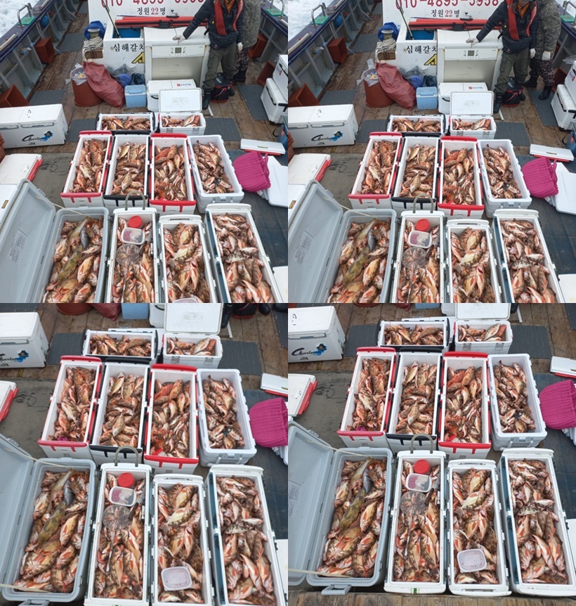 #진도보디가드호 "심선장" => 왕열기 + 왕우럭 쿨러 조황 <<자리여유 많이 있습니다. >>