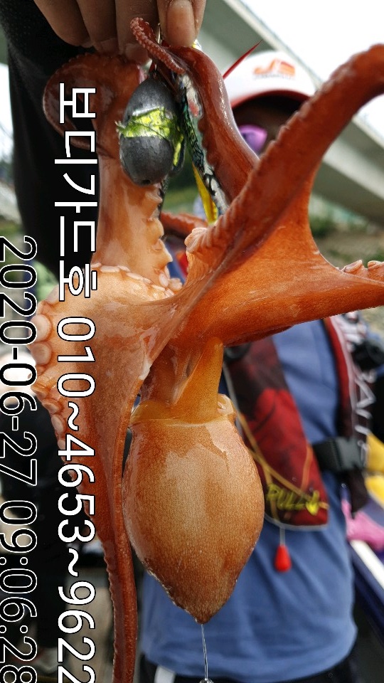 20. 6. 27 ★ 돌문어 조황 :)