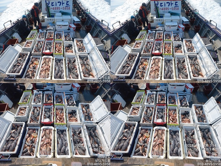 #진도보디가드호 "심선장" => 왕열기 + 왕우럭 쿨러 조황 <<자리여유 많이 있습니다. >>