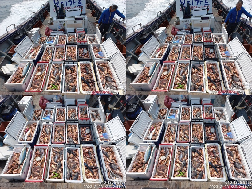 #진도보디가드호 "심선장" => 왕열기 + 왕우럭 쿨러 조황 <<자리여유 많이 있습니다. >>