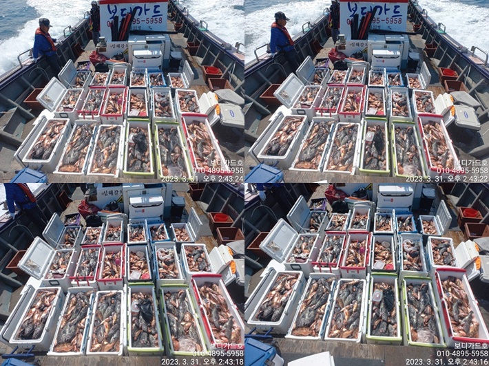 #진도보디가드호 "심선장" => 왕열기 + 왕우럭 굿 ~~~!! 쿨러 조황 <<자리여유 많이 있습니다. >>